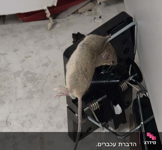 עכבר במלכודת על רצפה ליד קיר פגום